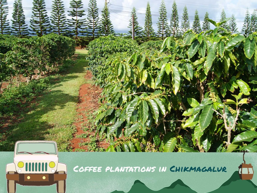 60DaysOfSummer Coffee Plantations in Chikmagalur Savaari Car