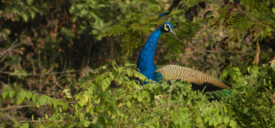 A Nature Lovers Guide to Wildlife in Tadoba