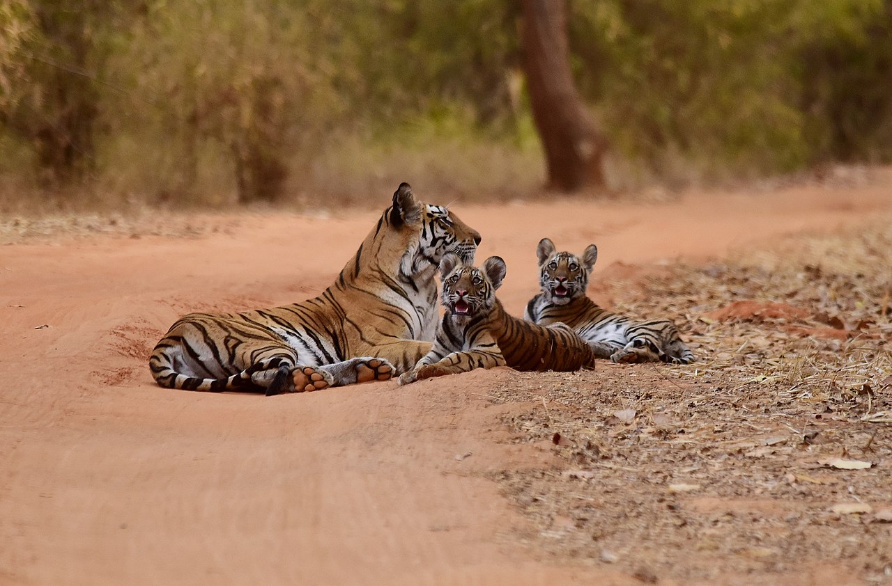 Go on a wildlife excursion of Bandhavgarh National Park
