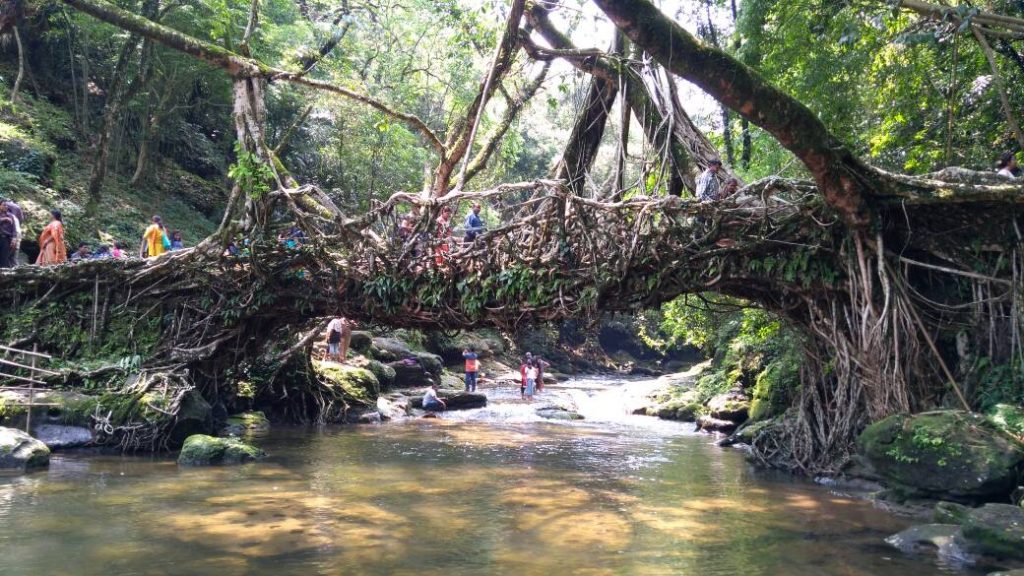 savaari-living-root-bridge