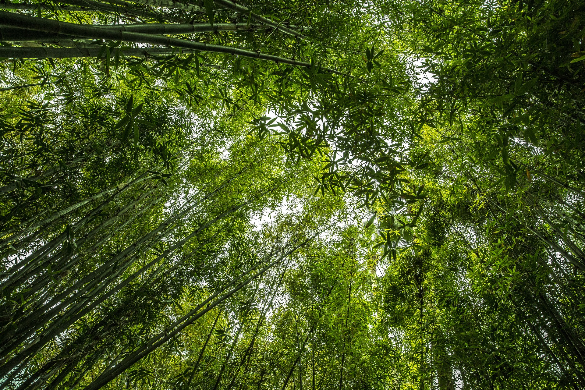 The Bamboo Forests of Banswara