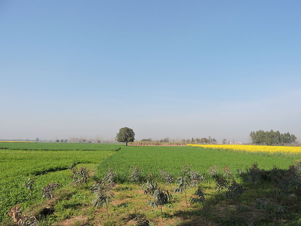  A Vacation at a Farm Stay in Punjab