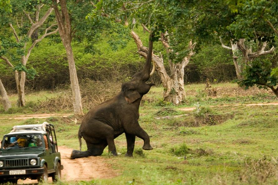 opt-bustard-sanctuary