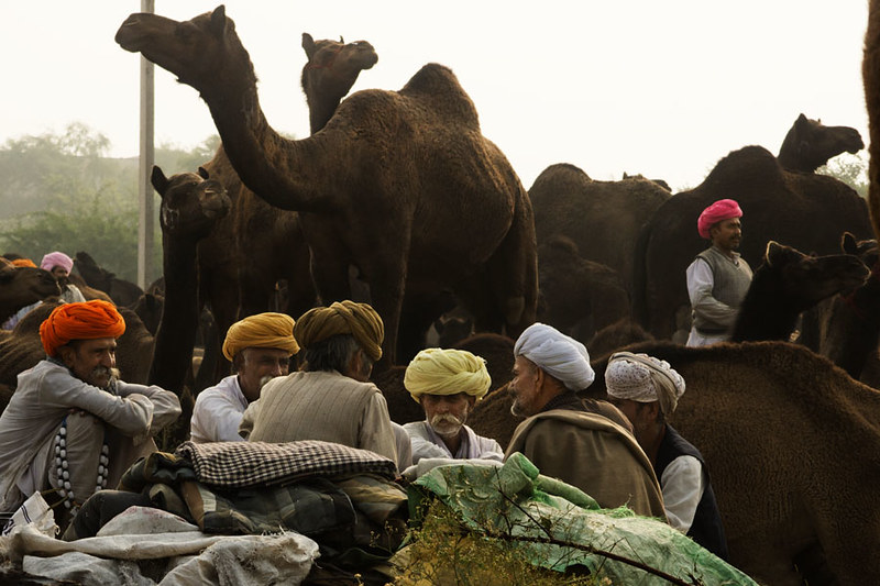 Colours, camels, and culture - Celebrating tradition at Pushkar Mela