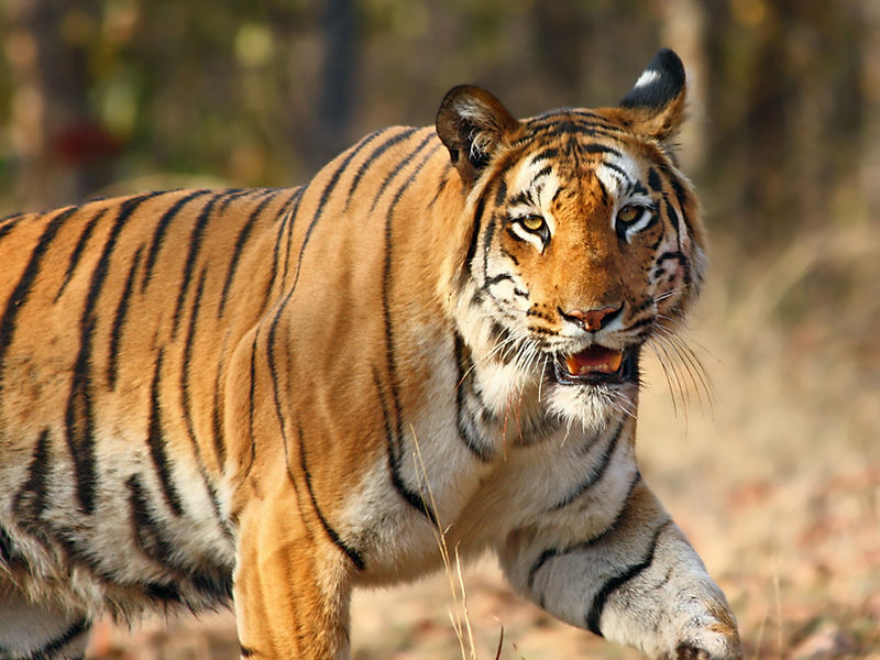 savaari-pench-national-park