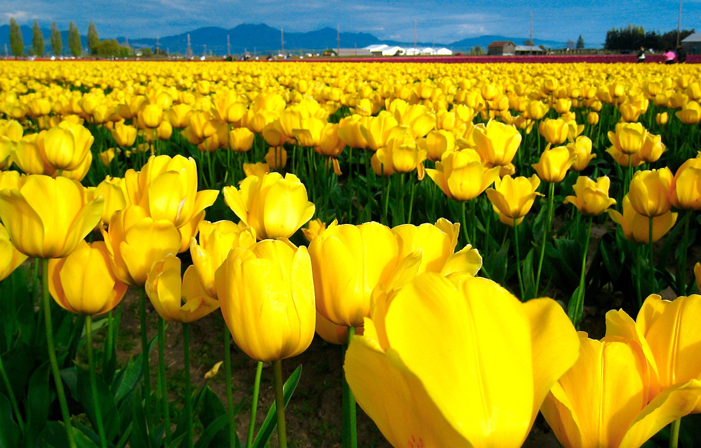 savaarii-yellow-tulips