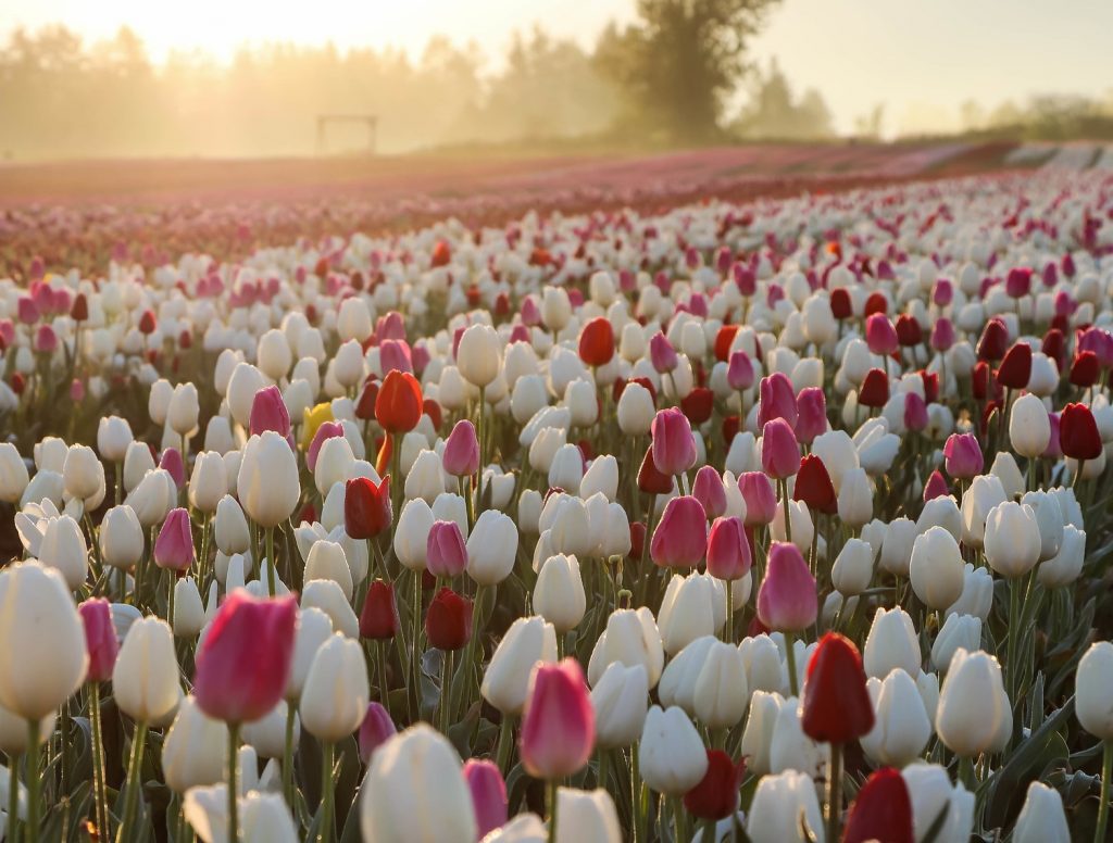 savaari-tour-of-srinagar-tulip-garden