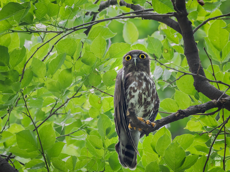 savaari-adamans-wildlife-reserves-india