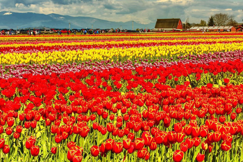 savaari-tulips-in-Srinagar