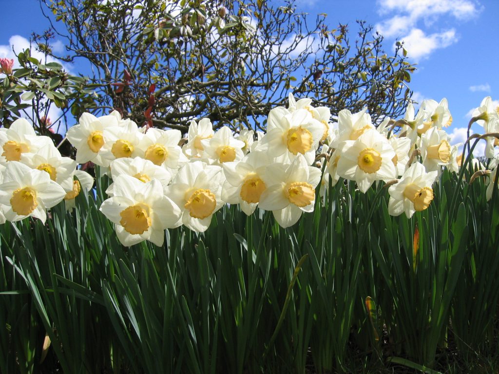 savaari-india's-very-own-tulip-garden