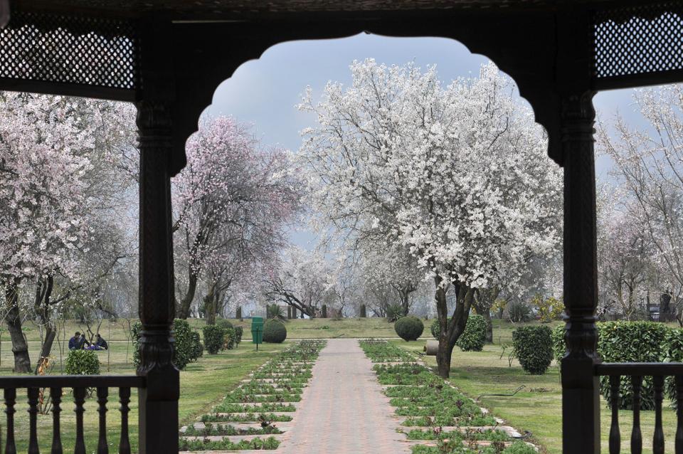 savaari-srinagar-in spring