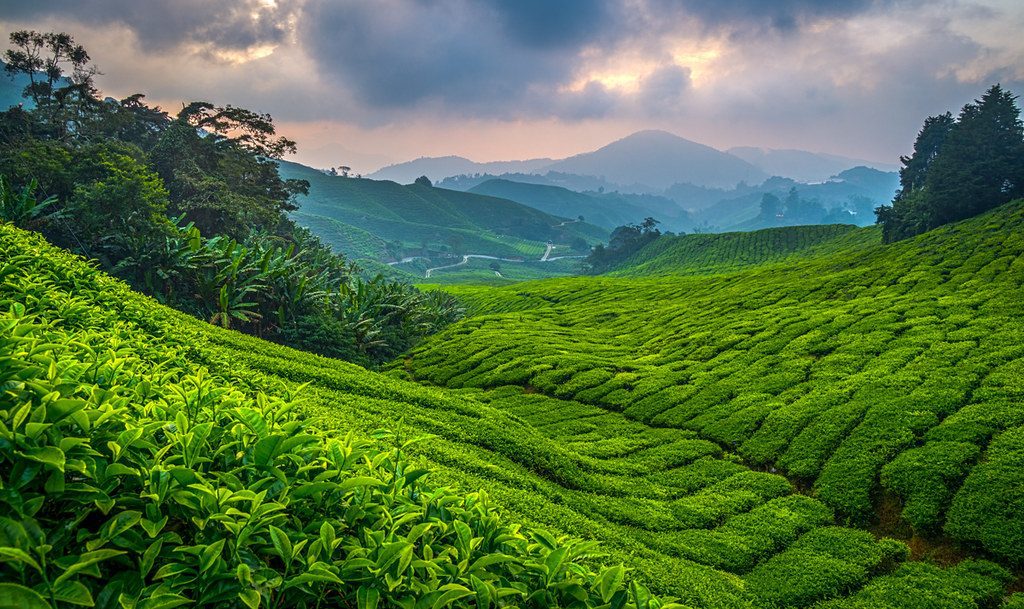 savaari-boh-tea-plantations
