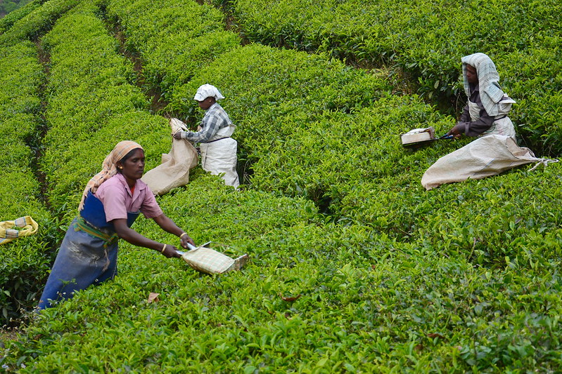 savaari-tea-plantations-inida