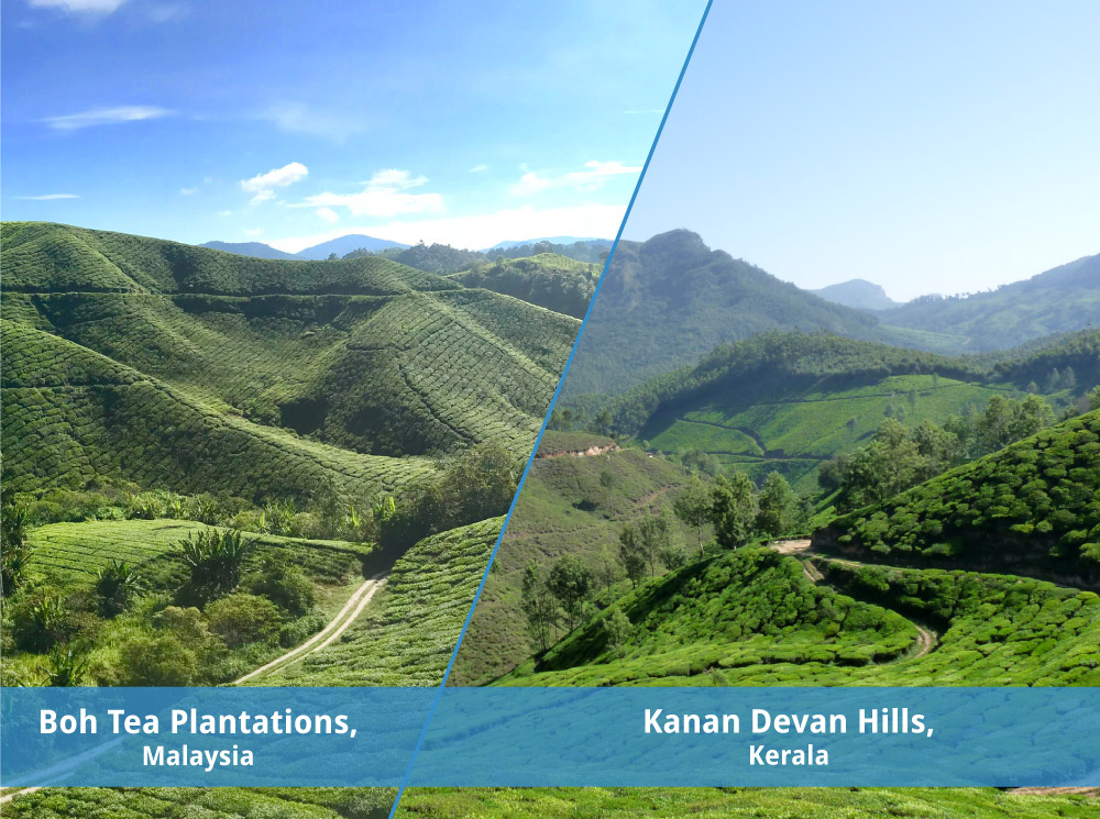 savaari-boh-tea-plantations-kanan-devan-hills