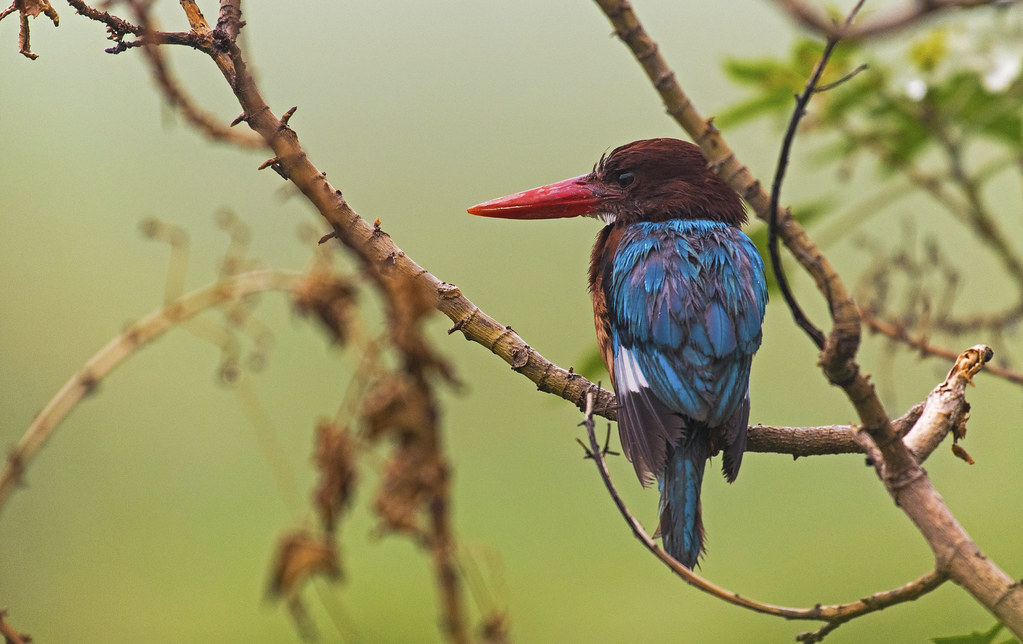 okhla-bird-sanctuary