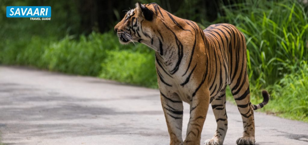 Sundarbans National Park