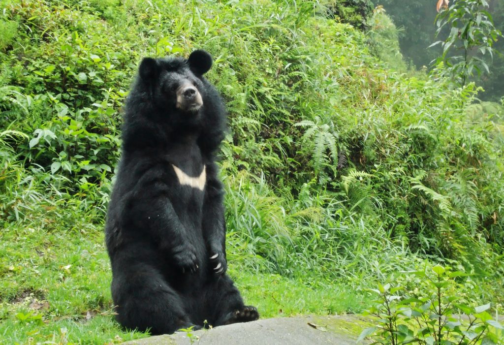 Himalayan Black Bear at Kugti Wildlife Santuary