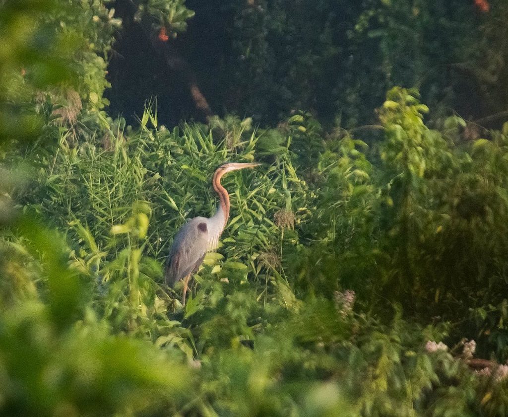 Kumarakom-Bird-Sanctuary-things-to-do-travel-guide