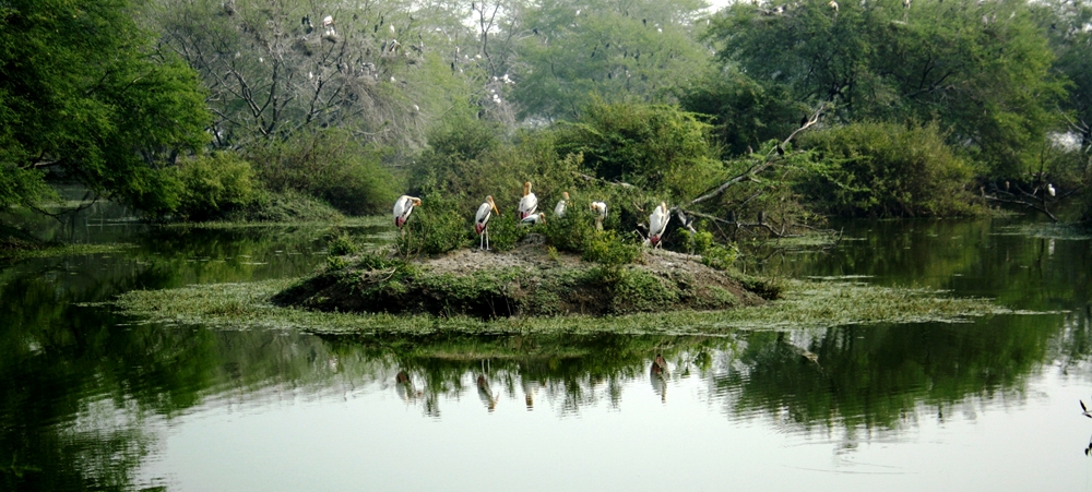 Kumarakom-Bird-Sanctuary-things-to-do-travel-guide