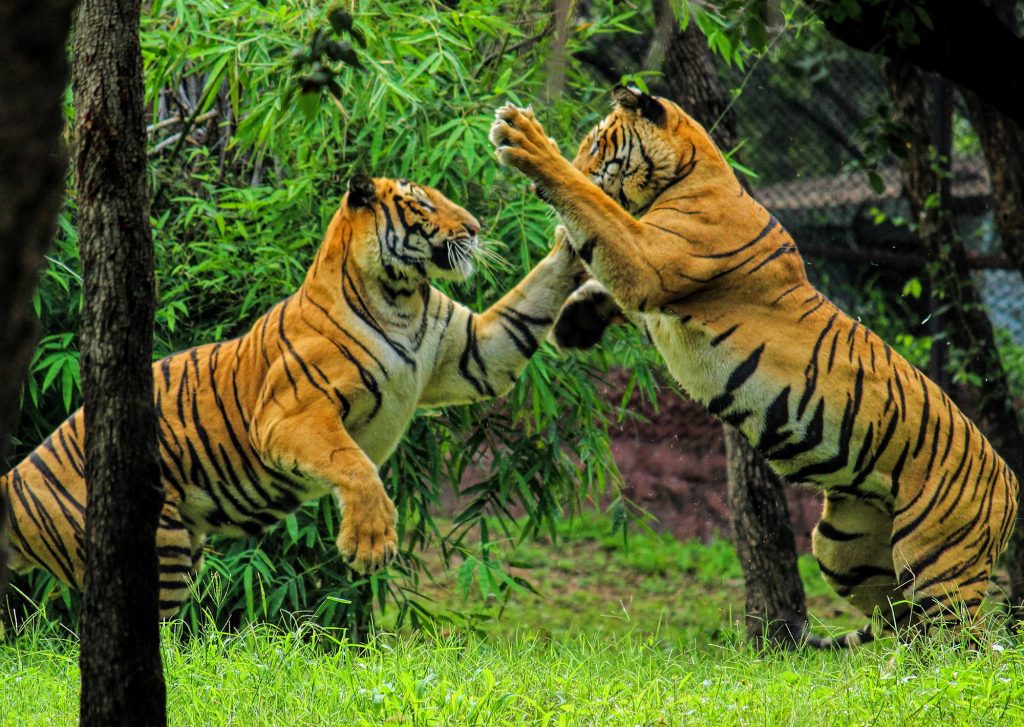 Royal Bengal Tigers