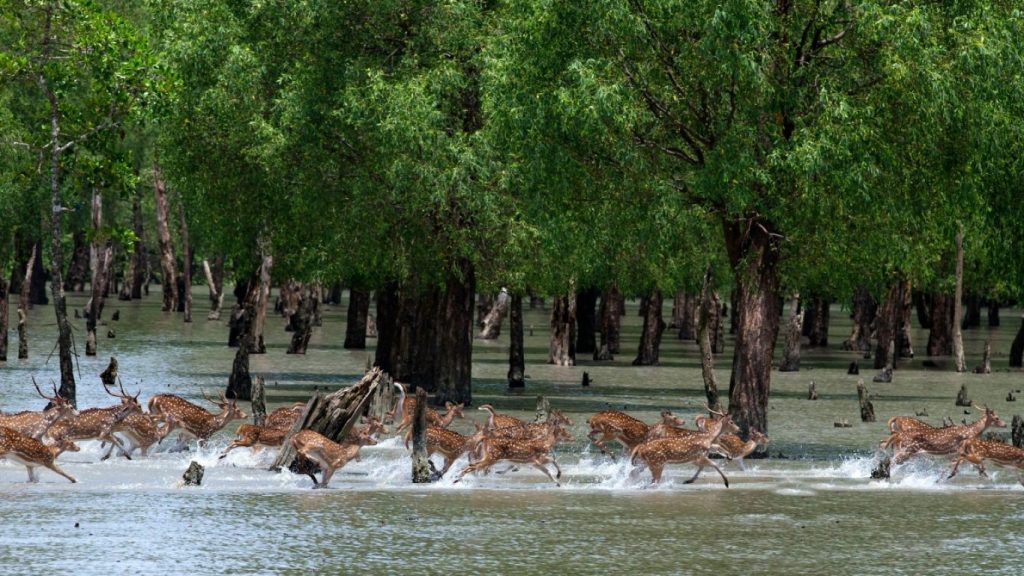 Animal species in Sundarbans National Park