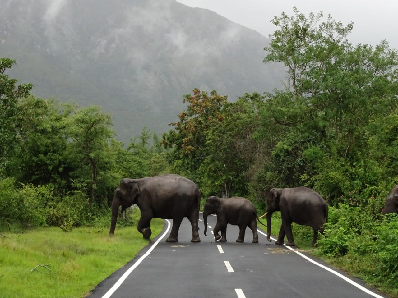 masinagudi forest safari