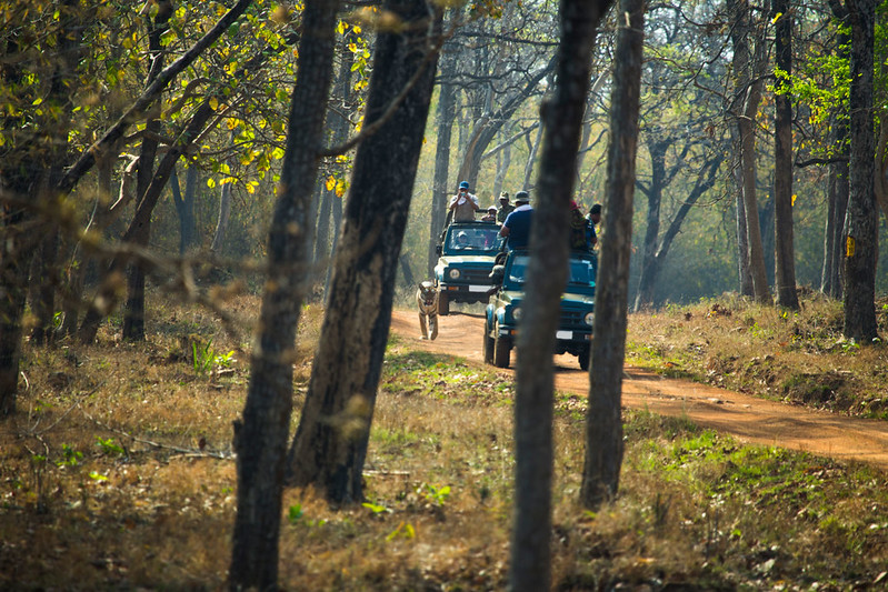 Tadoba tiger safari