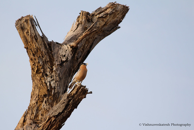 Tadoba bird sanctuary