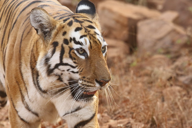 Interesting Facts about the Majestic Royal Bengal Tigers at the Tadoba Tiger  Reserve