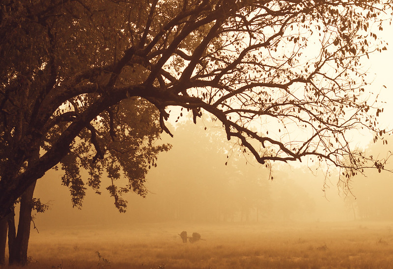 Tadoba Tiger reserve