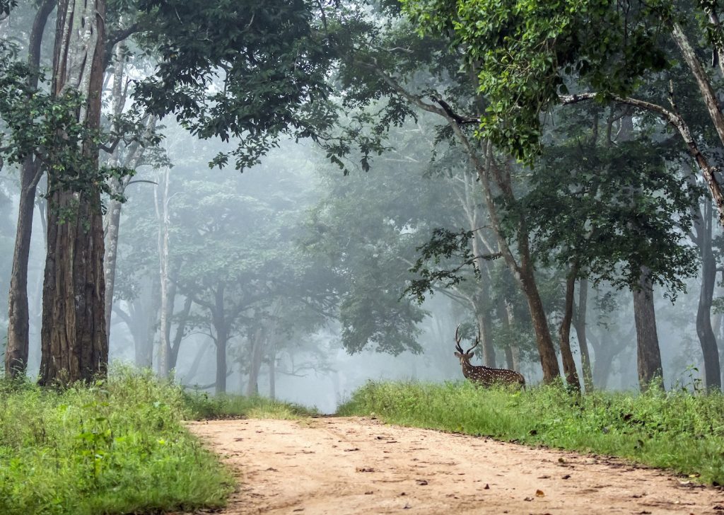 Nagarhole-national-park