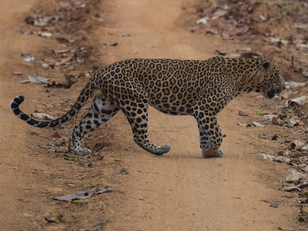 kabini-national-park