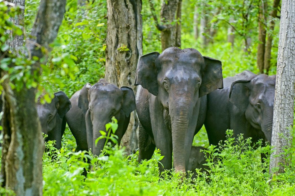 kabini-wildlife-sanctuary