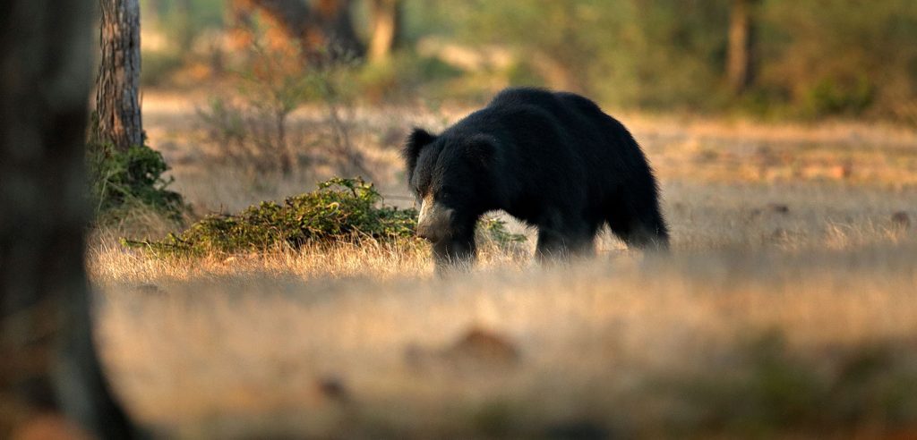 Jessore Sloth Bear Sanctuary