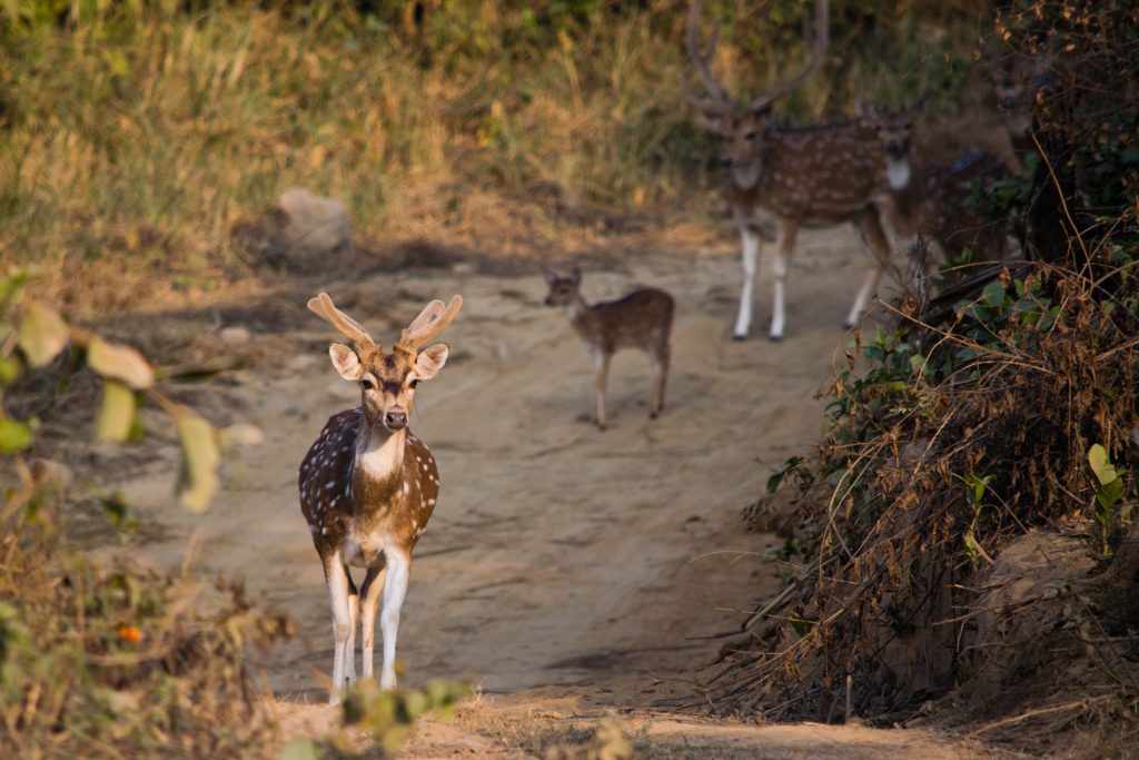 corbett-national-park