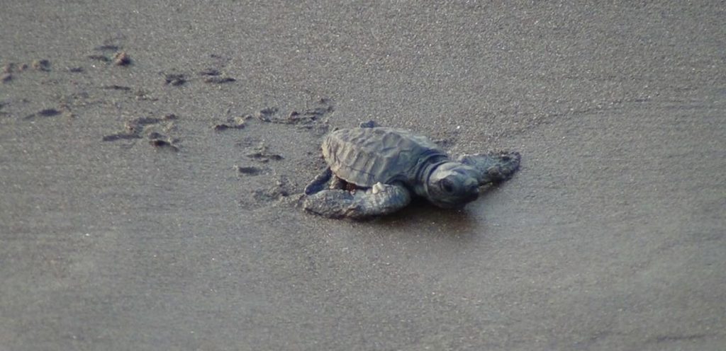 Velas turtle Hatching Site