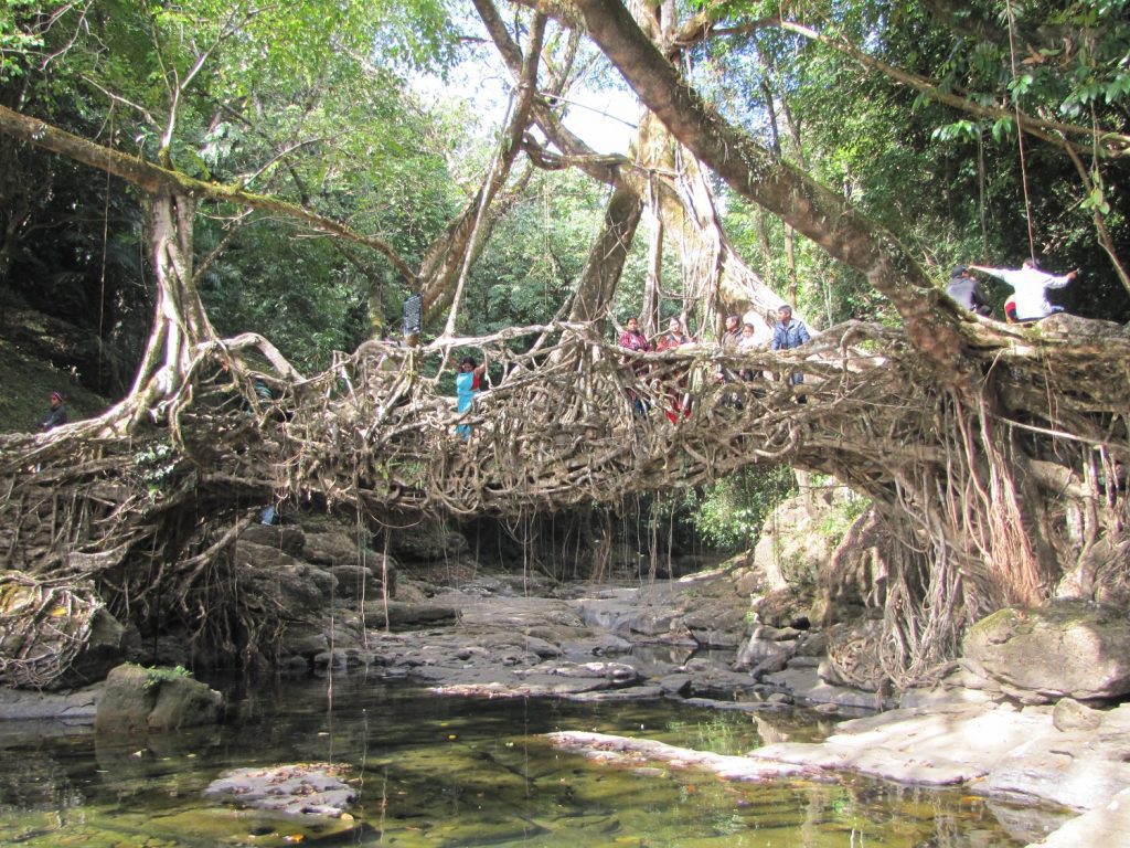 Jingmaham Living Root Bridge