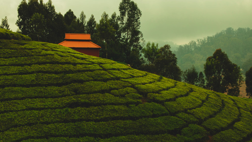 ooty-travel-guide-everything-you-need-to-know