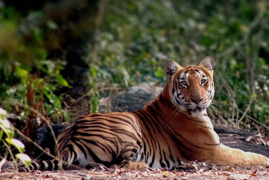 Topslip Tiger Reserve