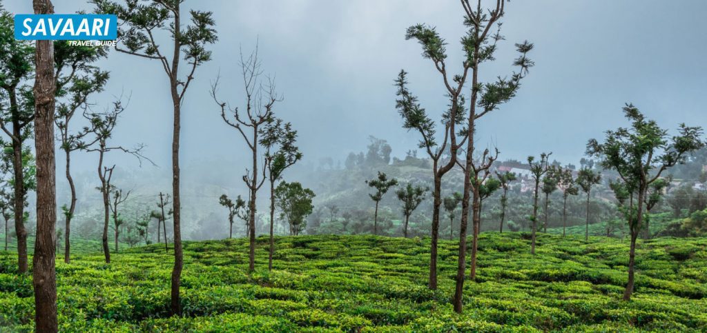 Coonoor - Darjeeling of Nilgiris