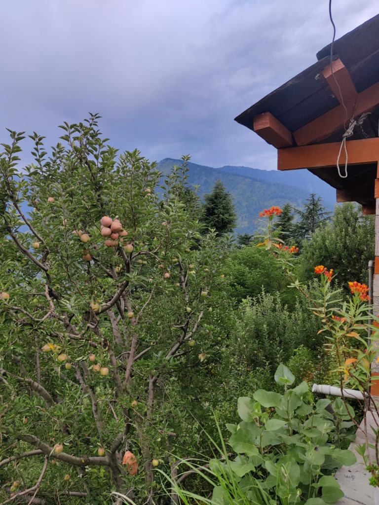 apple orchards in Naggar