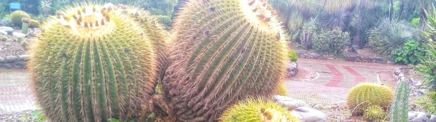 Cactus Garden, Panchkula