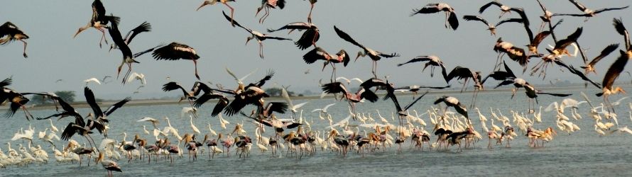 Pulicat Lake