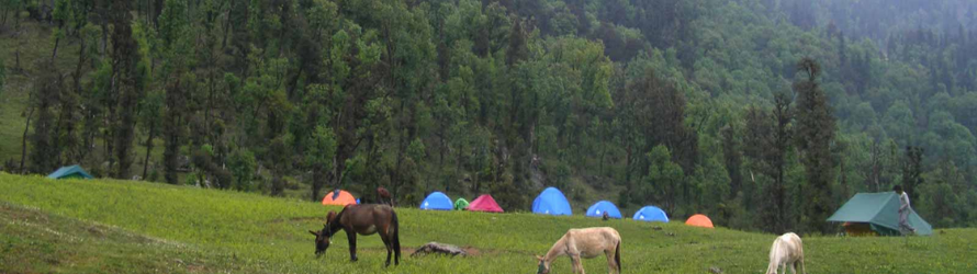 Kanasar Deodar Forest