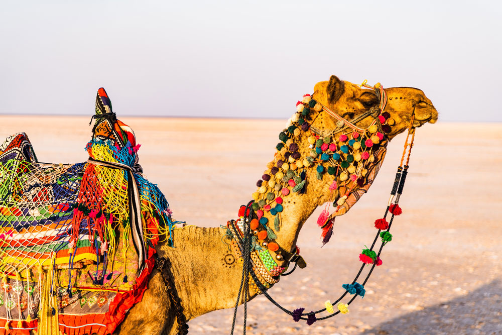 Rhythms of the Rann Revealed - Things to do in Kutch