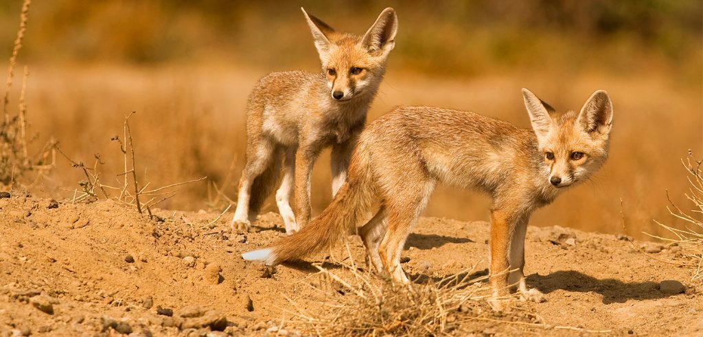 Kutch-Desert-Wildlife-Sanctuary 