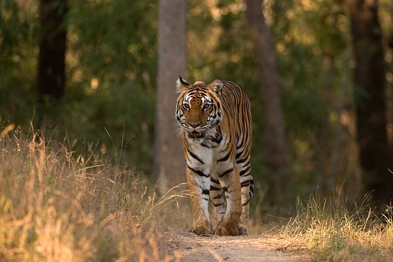 Safari Dreams Come True - Things to do in Kanha National Park