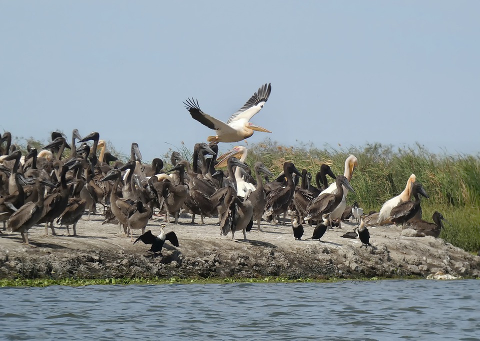 Samaspur Bird Sanctuary, Raebareli