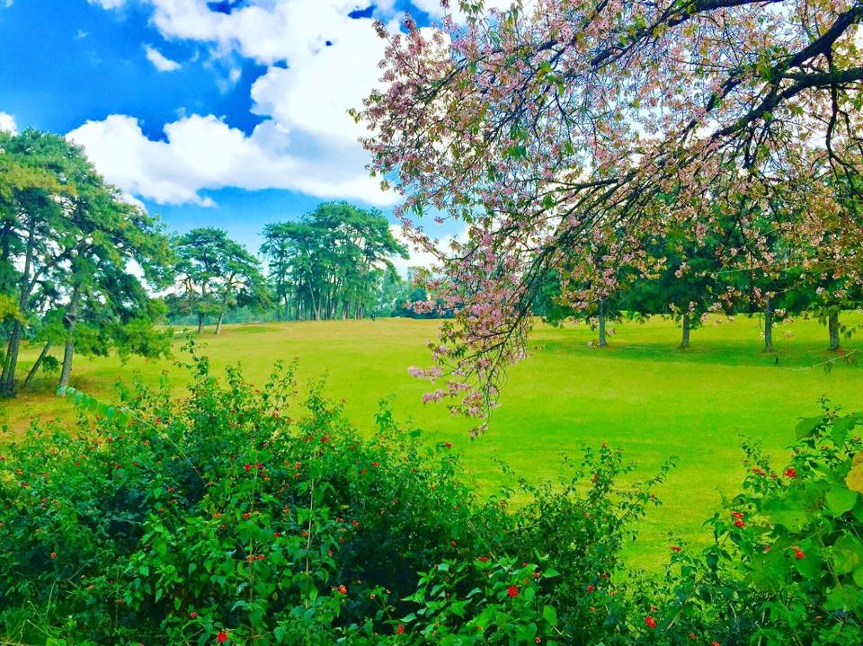 Cherry Blossoms in Shillong Golf Course