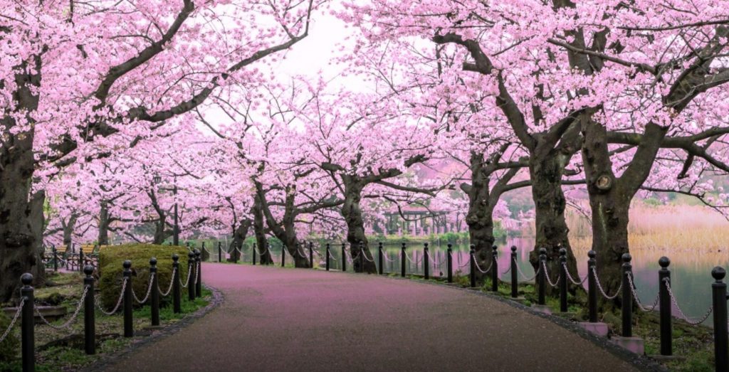 Cherry Blossom in Shillong